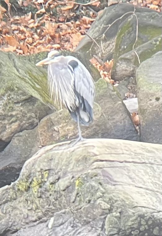 Great Blue Heron - ML627370512