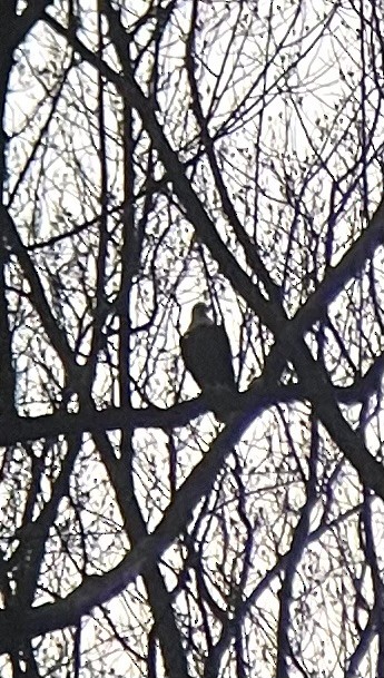 Bald Eagle - ML627370515