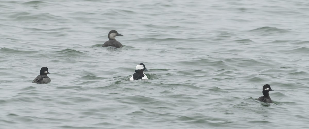 Bufflehead - ML627370648