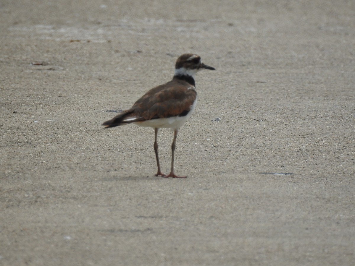 Killdeer - ML62737071