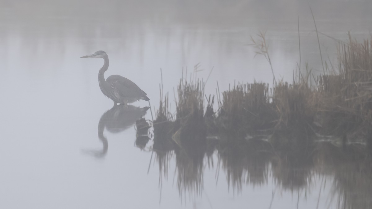 Great Blue Heron - ML627370712