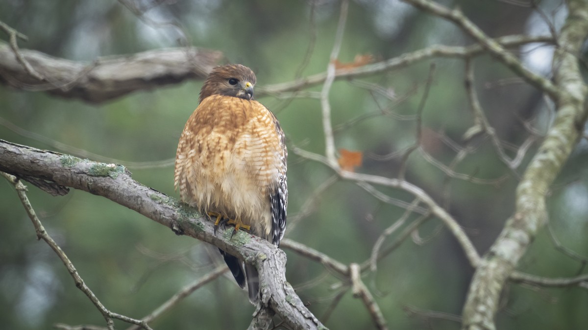 Red-shouldered Hawk - ML627370722