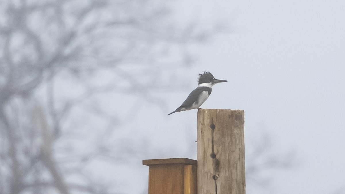 Belted Kingfisher - ML627370731