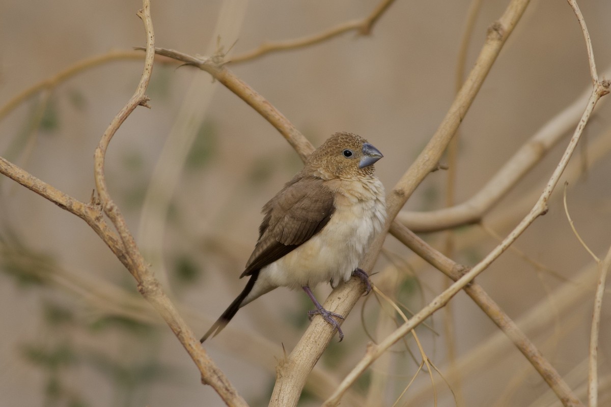 African Silverbill - ML627370743