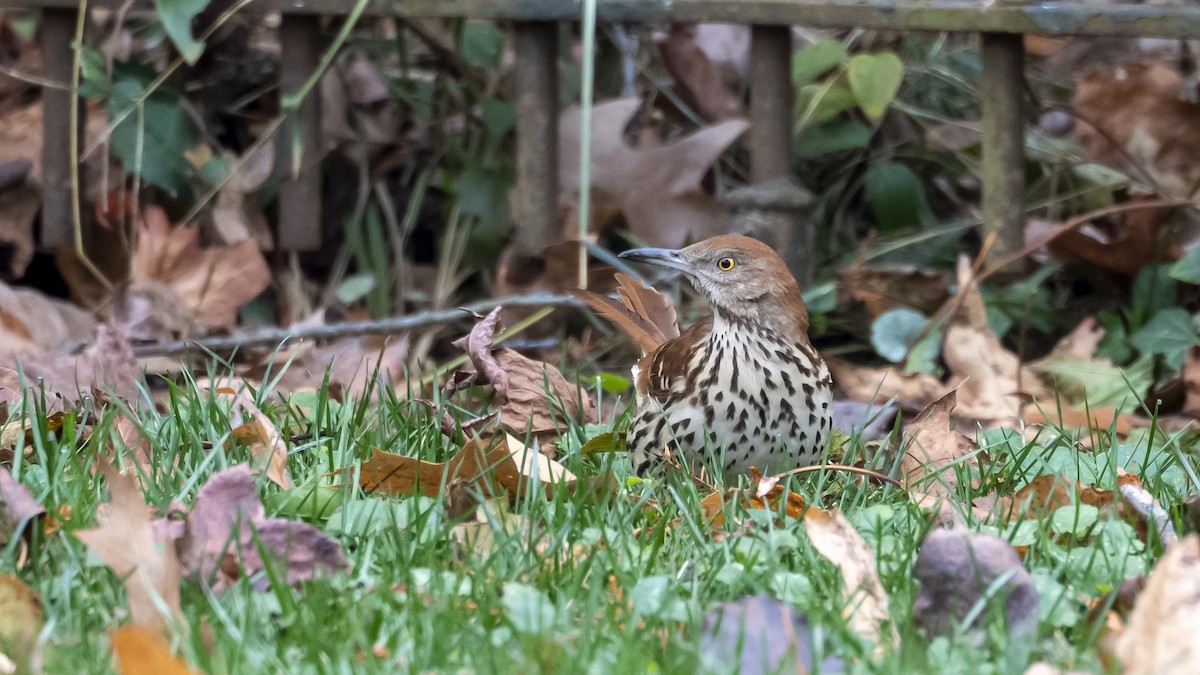 Brown Thrasher - ML627370746