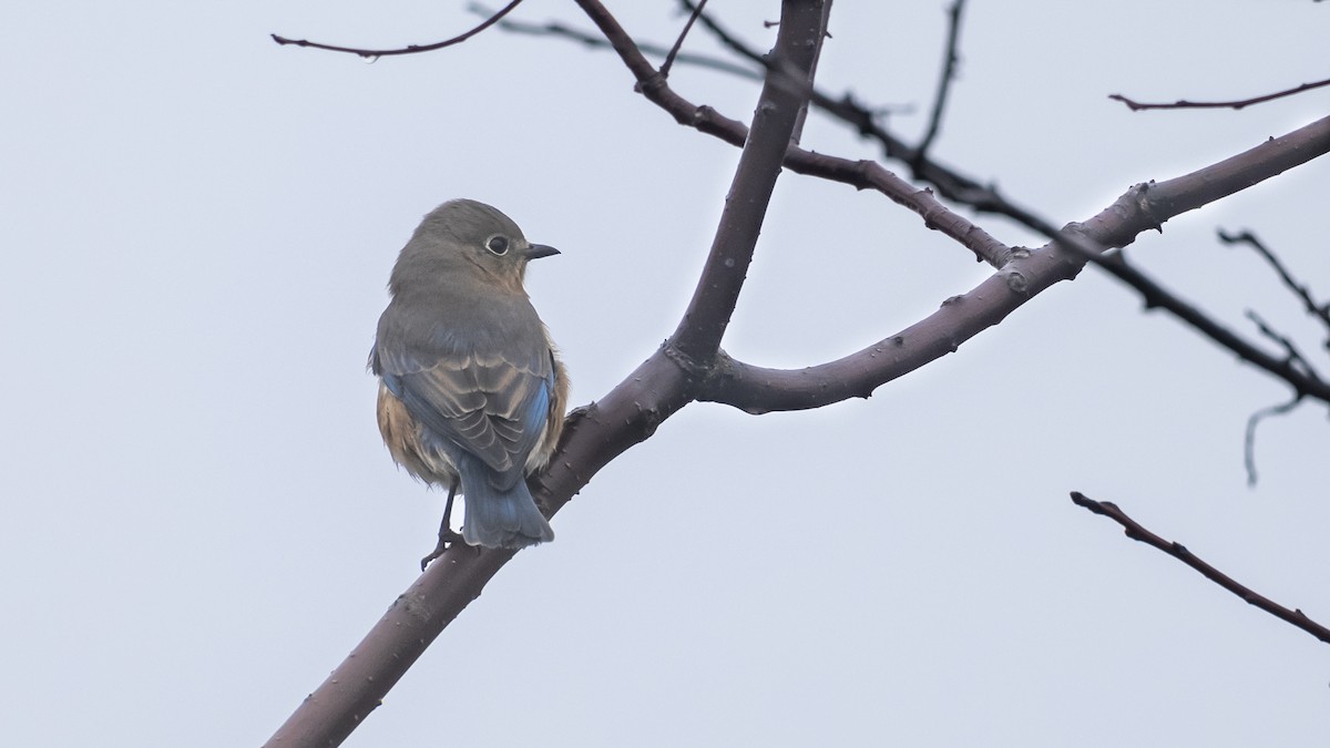 Eastern Bluebird - ML627370754