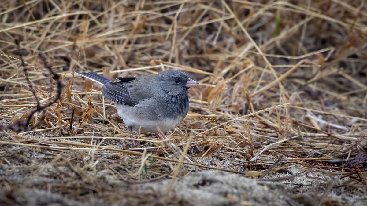 Dark-eyed Junco - ML627370763