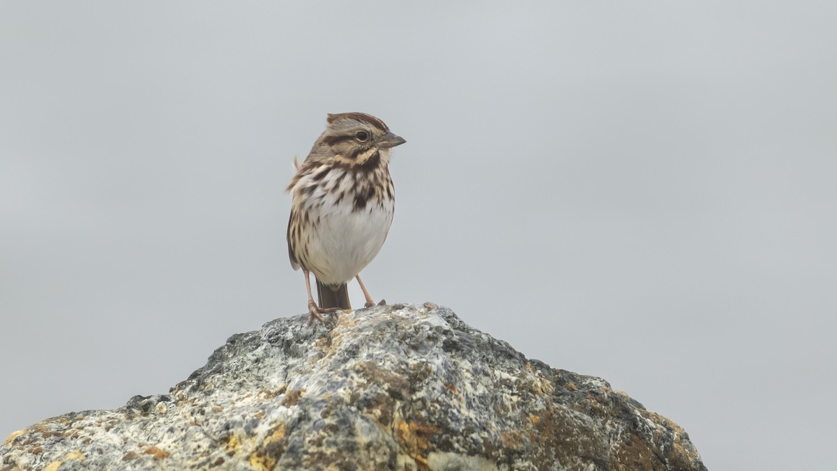 Song Sparrow - ML627370774