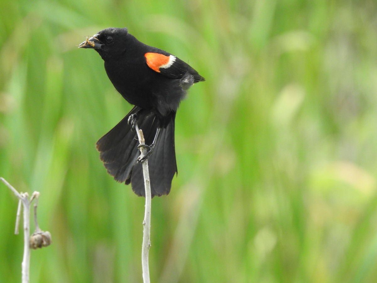 Red-winged Blackbird - ML62737091