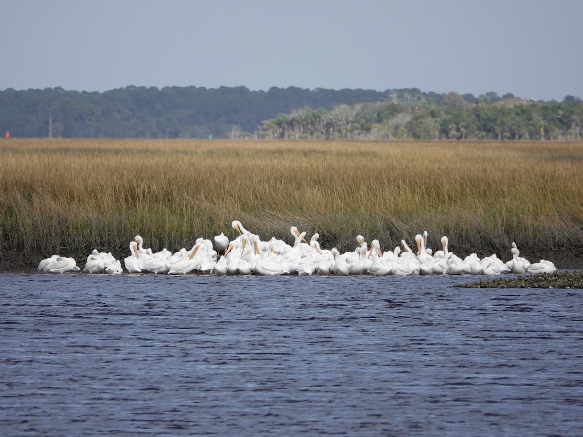 American White Pelican - ML627371086