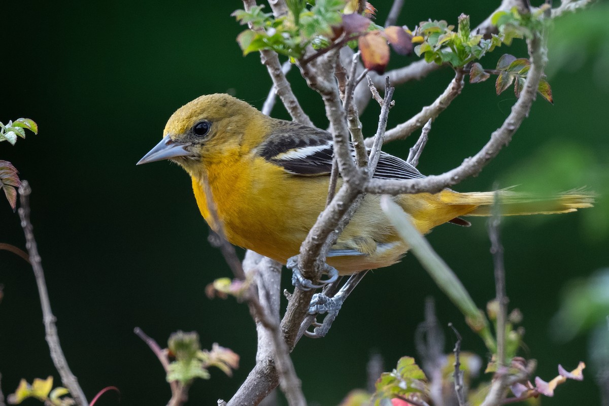 Baltimore Oriole - ML627371125