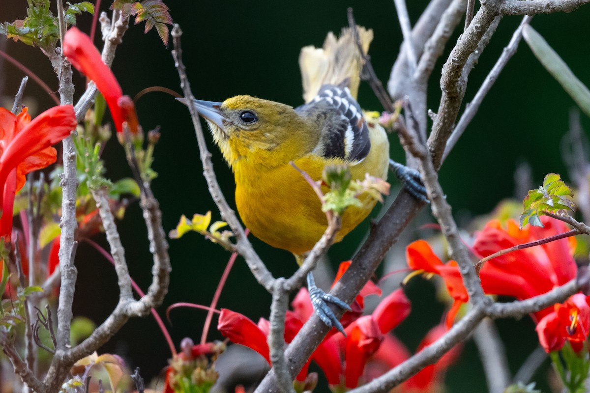 Baltimore Oriole - ML627371129