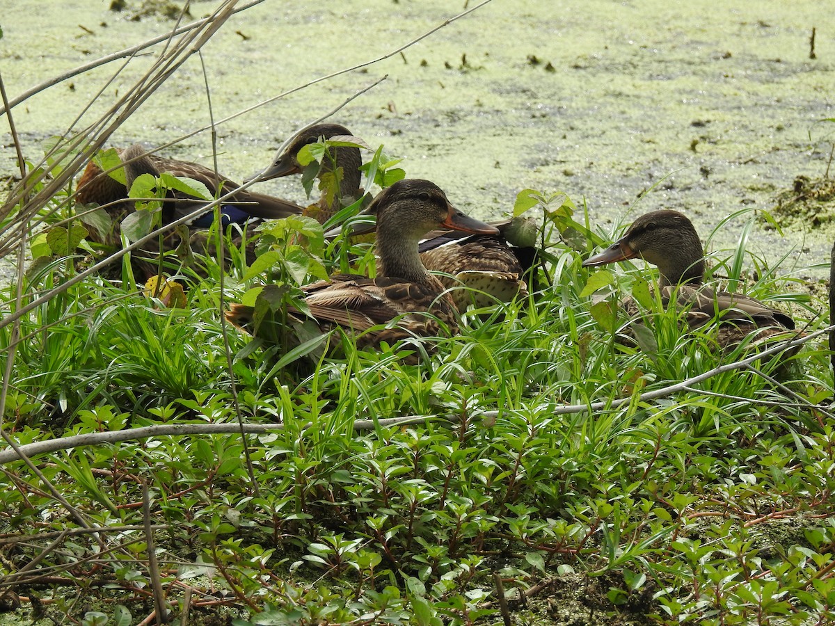 Canard colvert - ML62737121