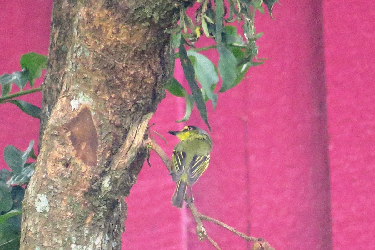 Gray-headed Tody-Flycatcher - ML627371246