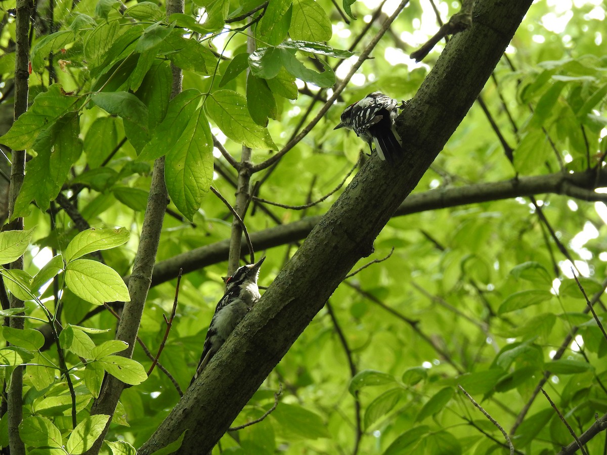 Downy Woodpecker - Mike Thelen