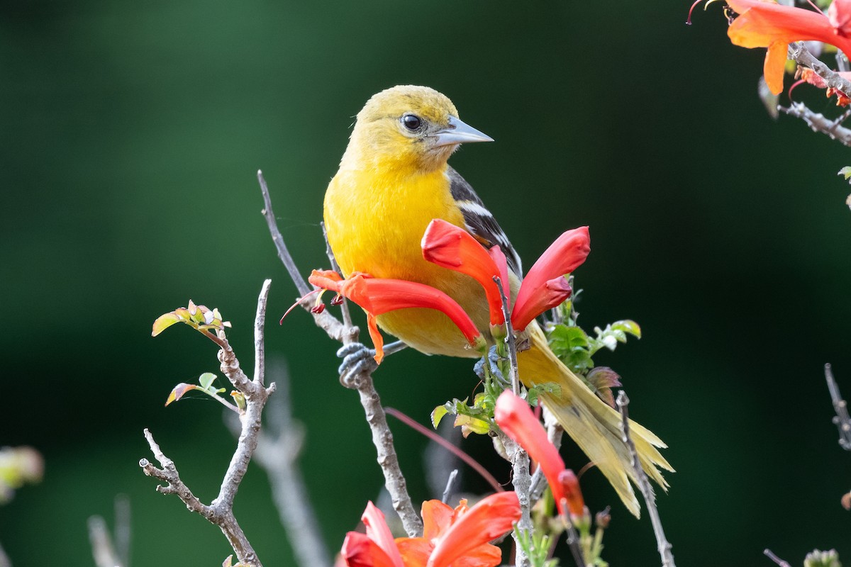 Baltimore Oriole - ML627371429