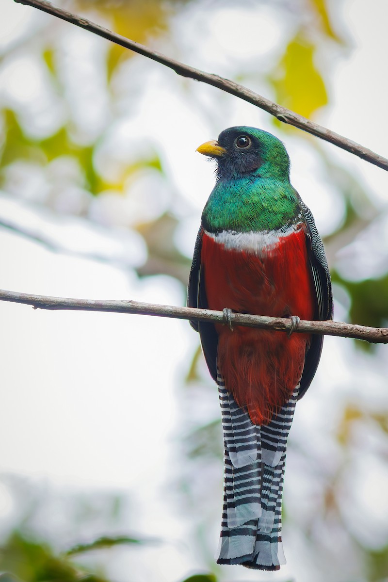 båndtrogon - ML627371512