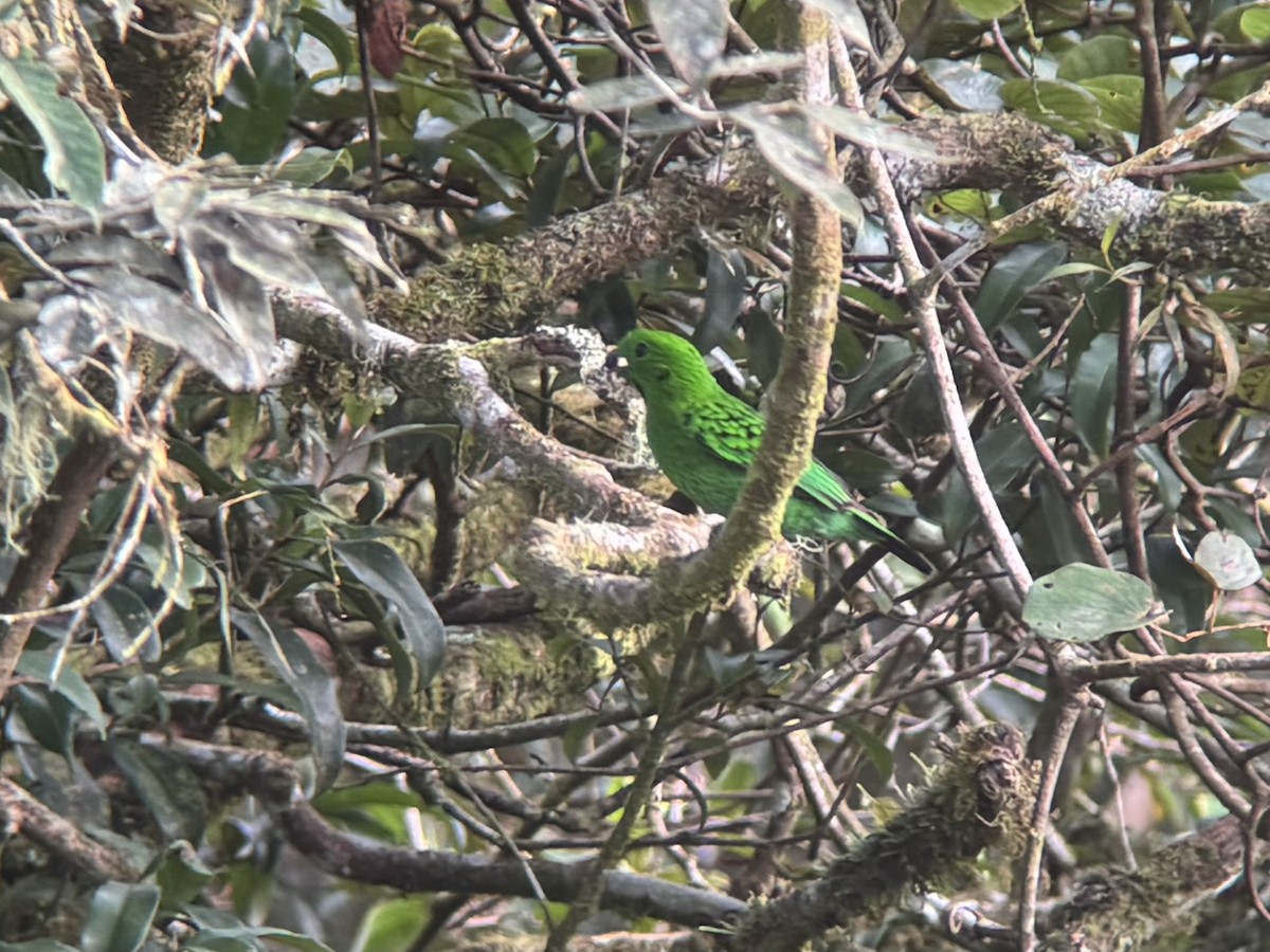 Whitehead's Broadbill - ML627371516