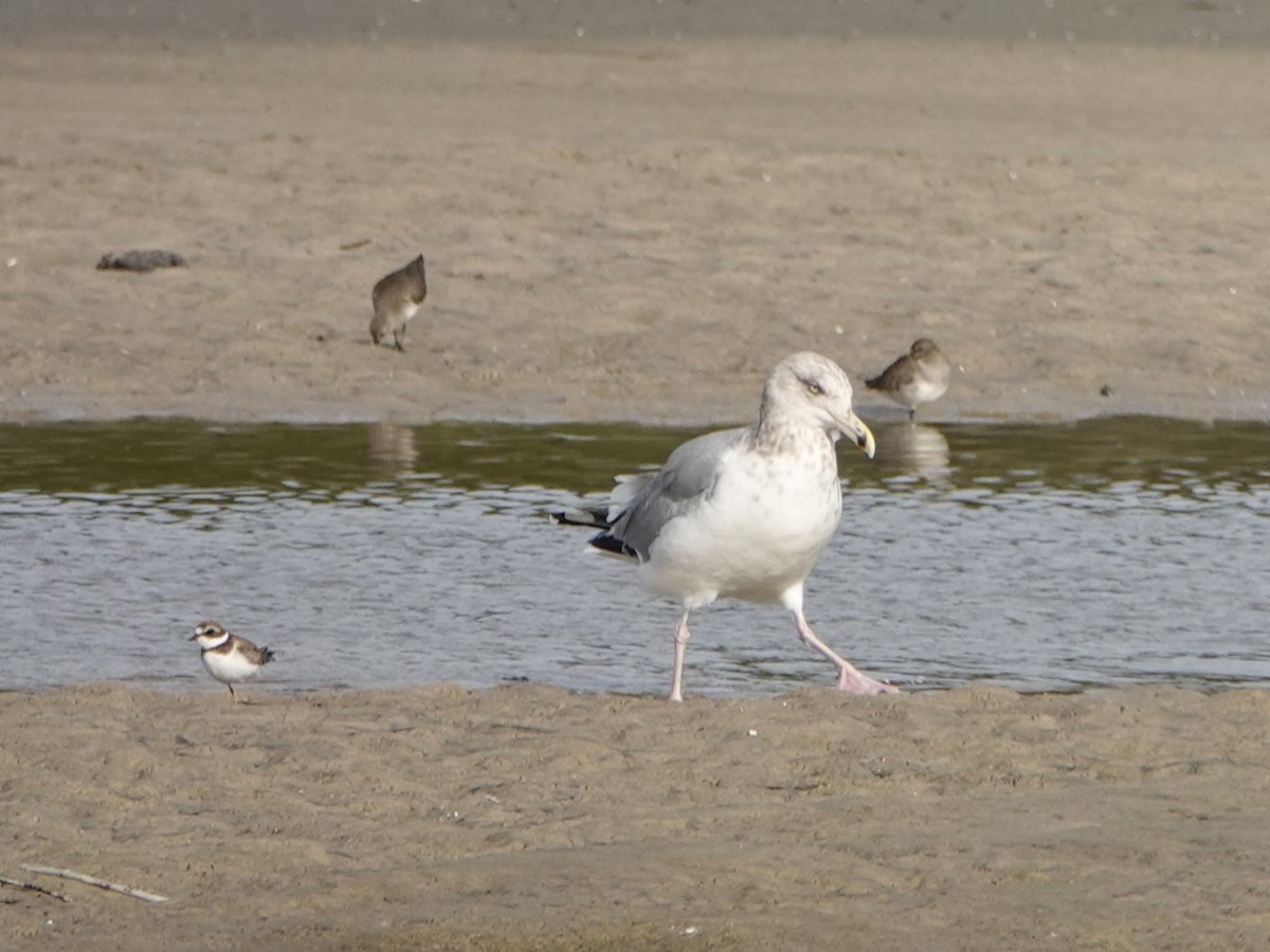 American Herring Gull - ML627371554