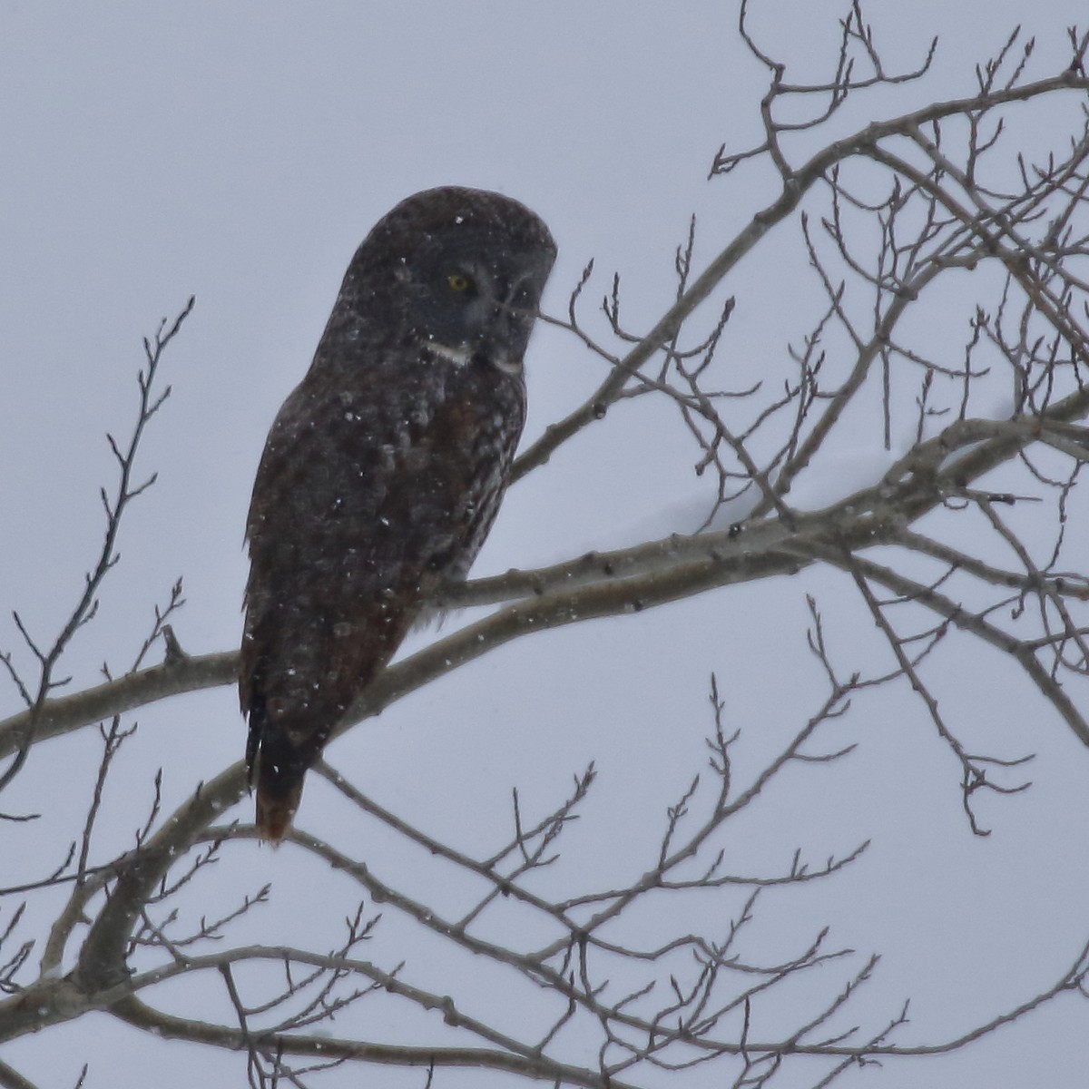 Great Gray Owl - ML627371824