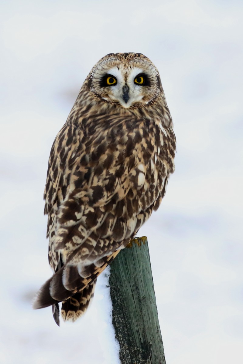 Short-eared Owl - ML627371834