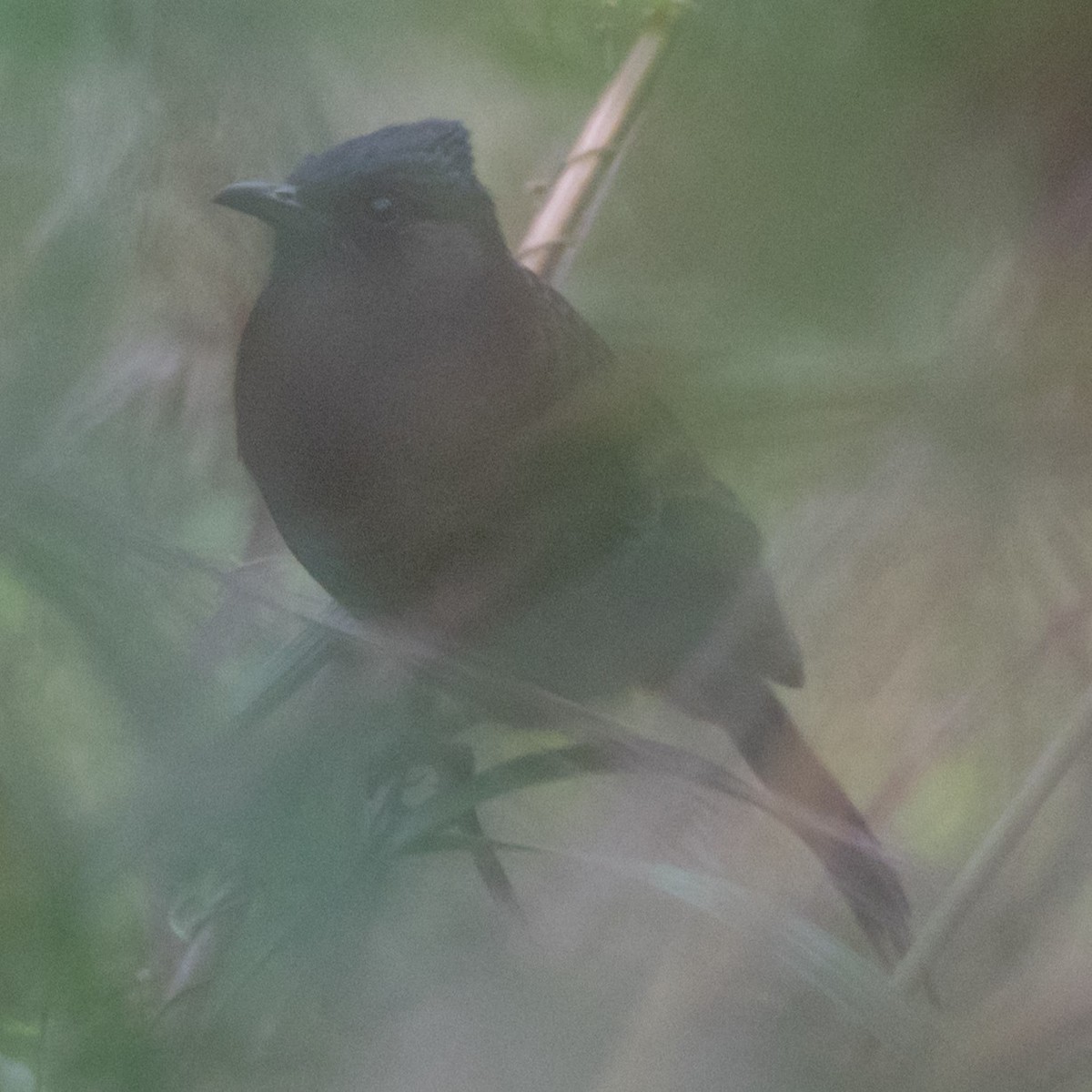 Red-vented Bulbul - ML627372029