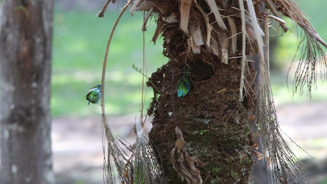 Green-headed Tanager - ML627372032