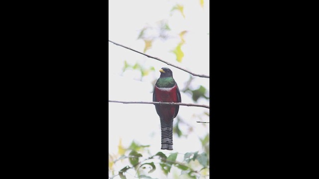 Collared Trogon - ML627372078