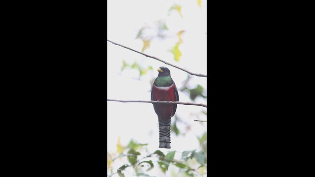 båndtrogon - ML627372078