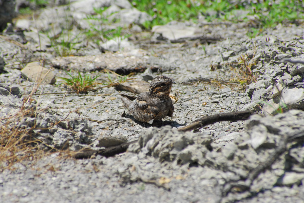 Lesser Nighthawk - ML627372085