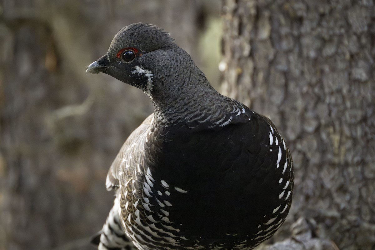 Spruce Grouse - ML627372105