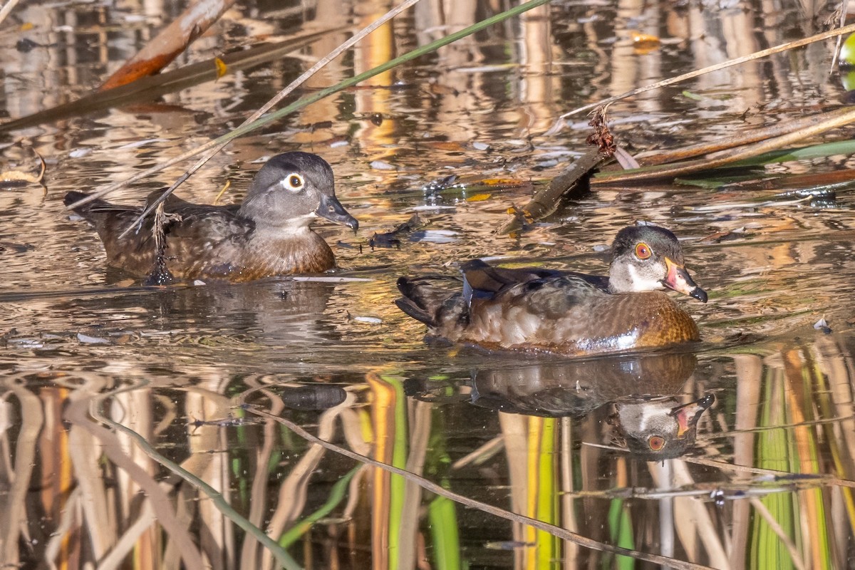 Wood Duck - ML627372107