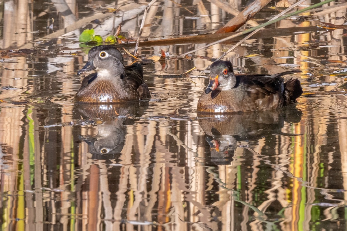 Wood Duck - ML627372108