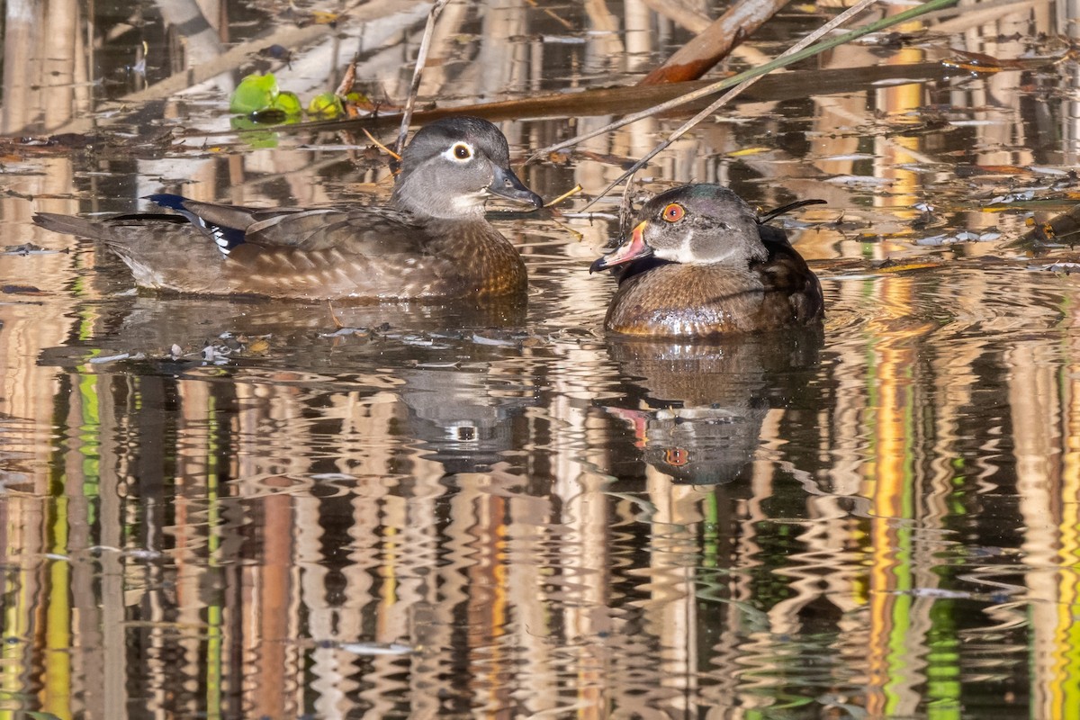 Wood Duck - ML627372109