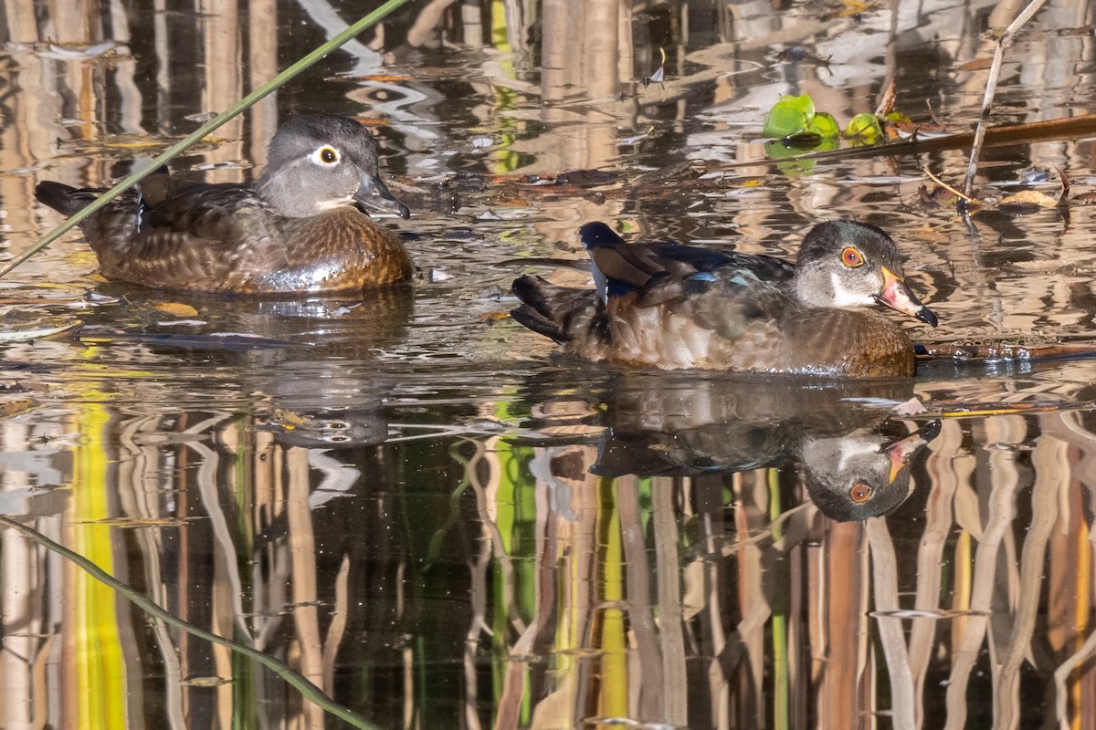 Wood Duck - ML627372110