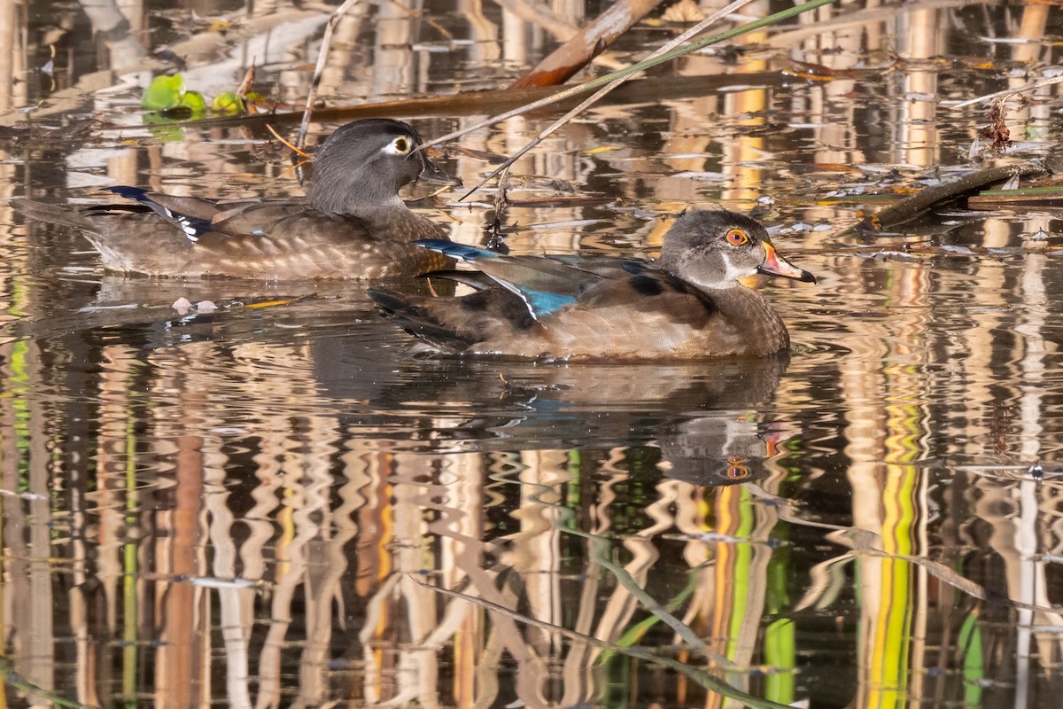 Wood Duck - ML627372111