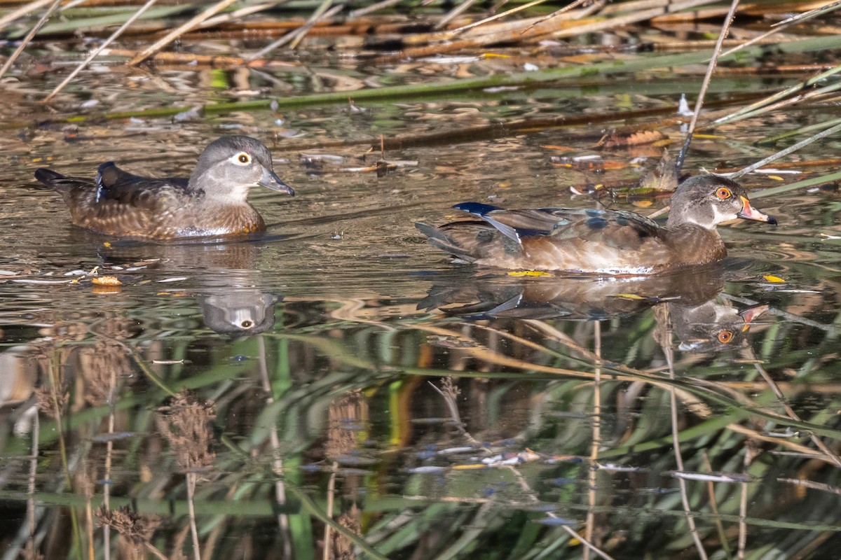 Wood Duck - ML627372112