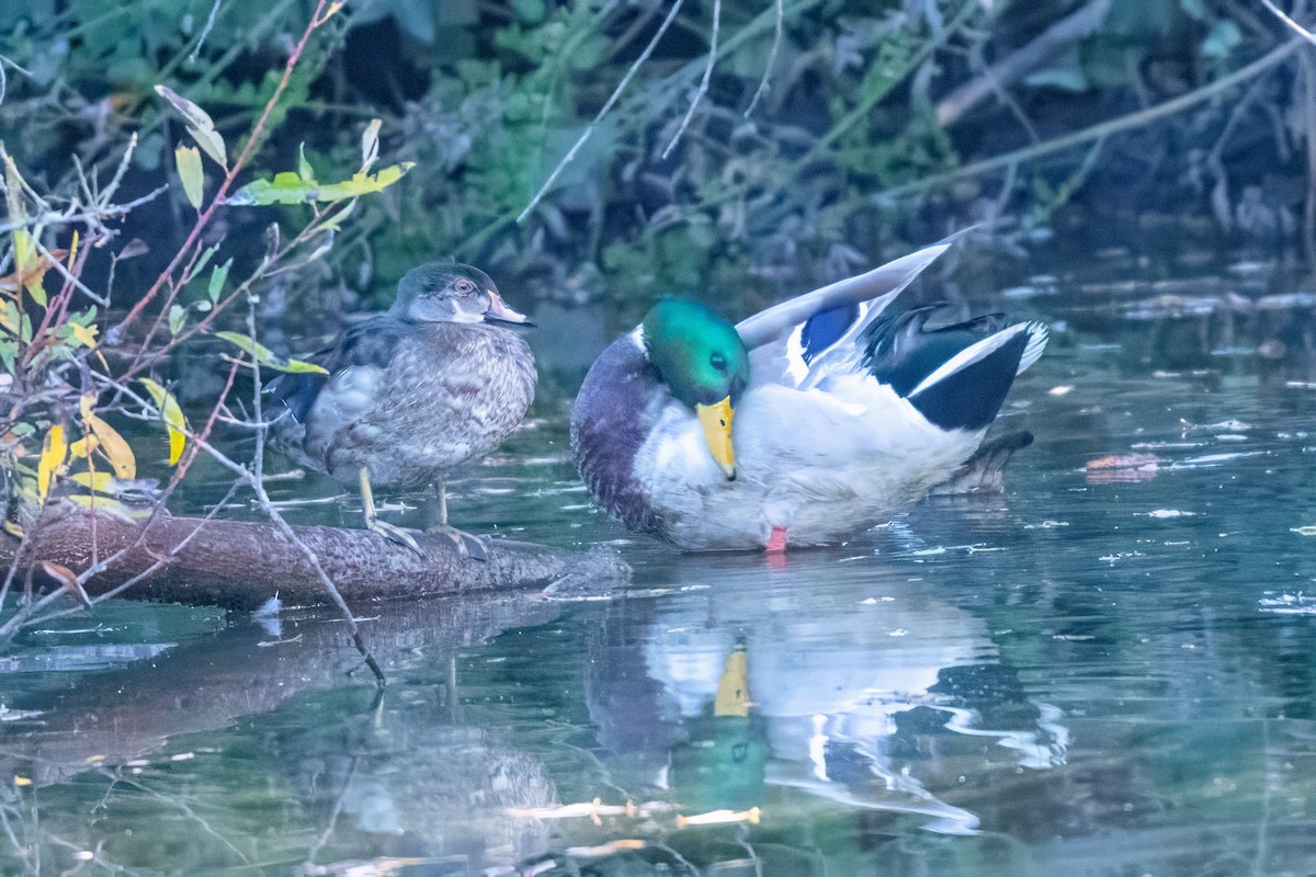 Wood Duck - ML627372120