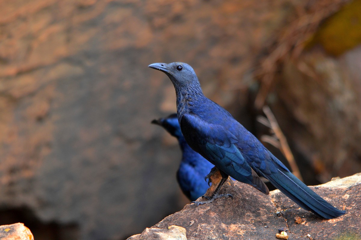 Neumann's Starling - ML627372143