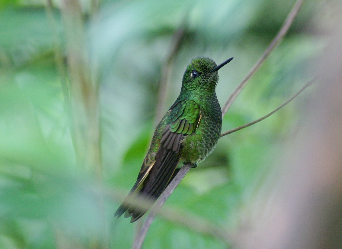 Buff-tailed Coronet - ML627372169
