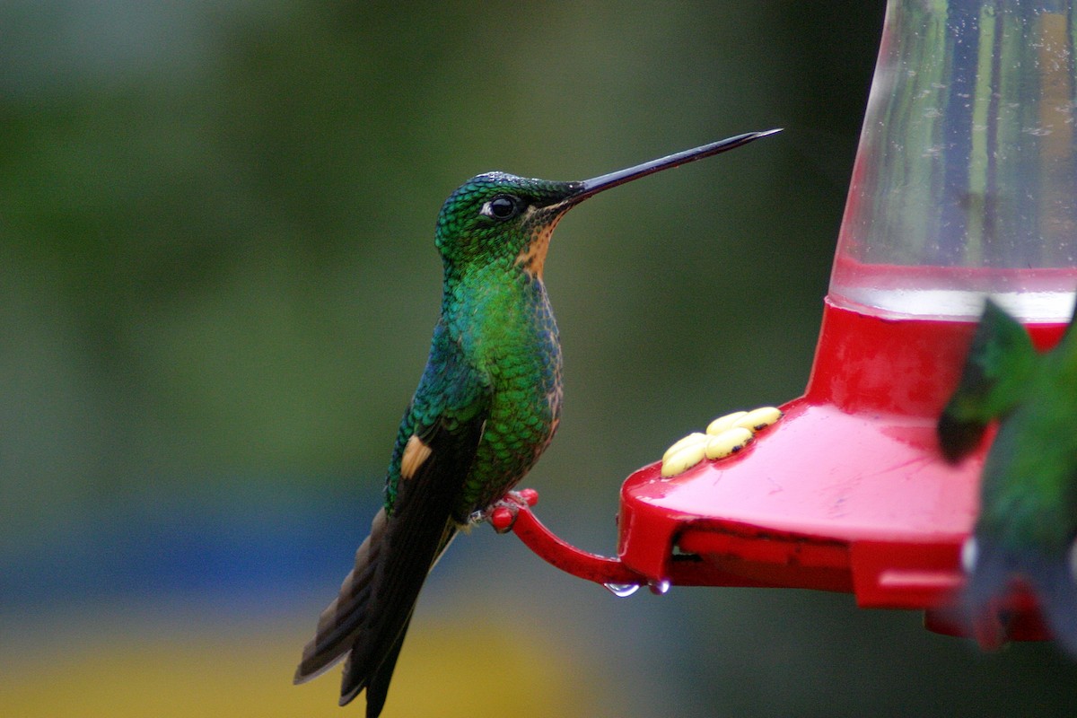 Buff-winged Starfrontlet - ML627372186