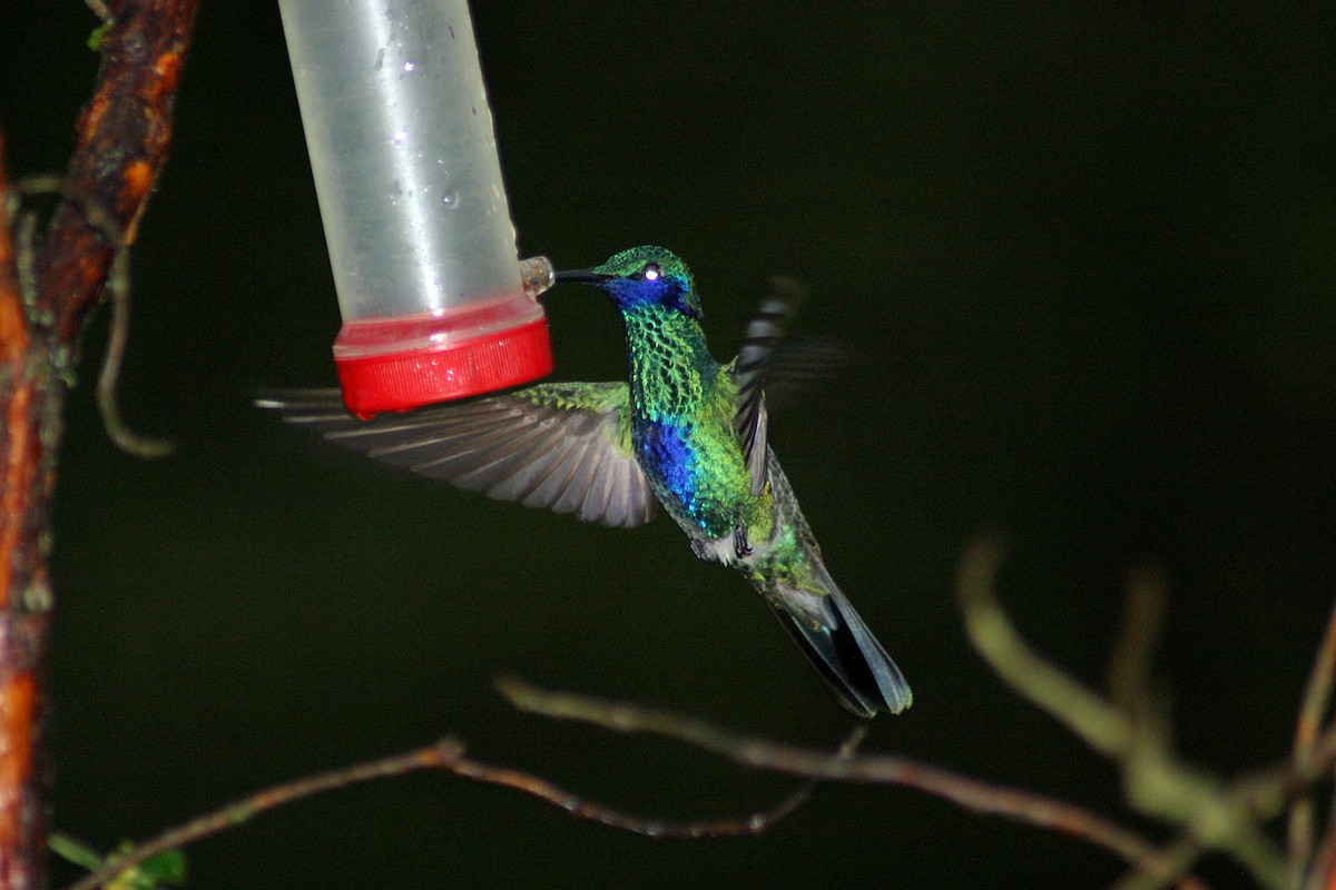 Sparkling Violetear - ML627372207