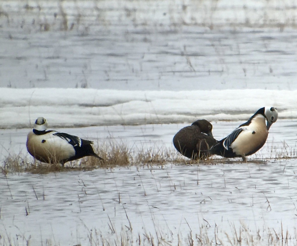 Steller's Eider - ML627372212