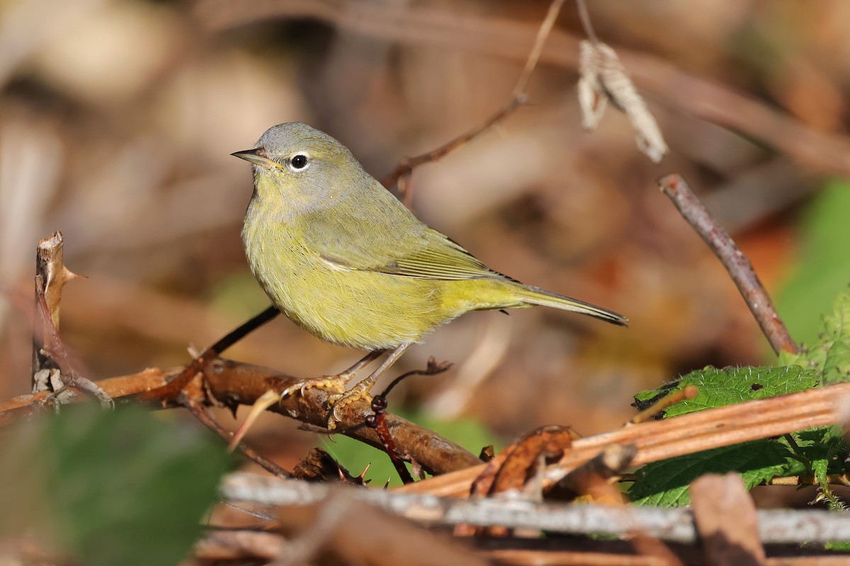Orange-crowned Warbler - ML627372220
