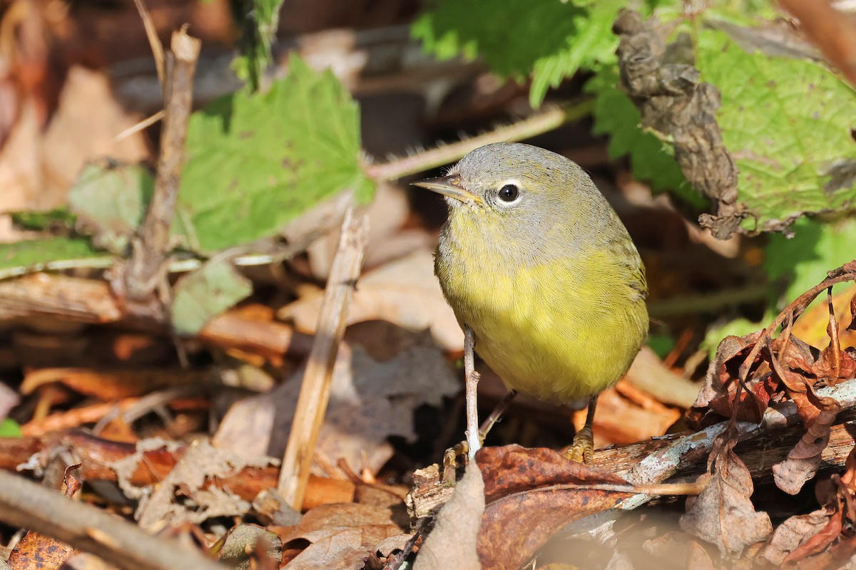 Orange-crowned Warbler - ML627372239