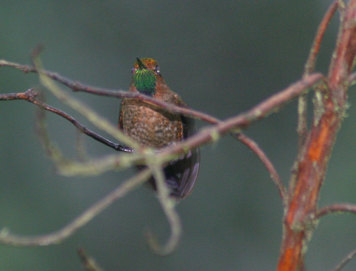 Tyrian Metaltail - ML627372245