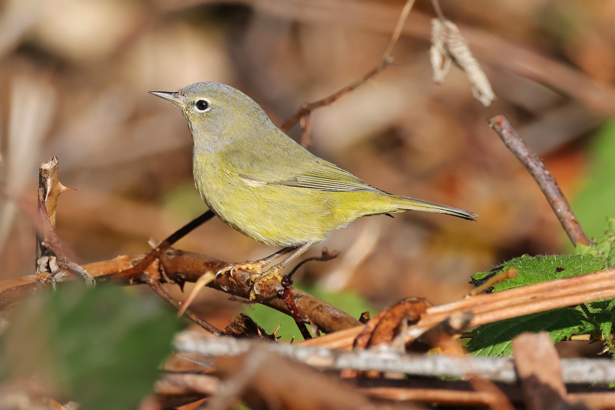 Orange-crowned Warbler - ML627372257