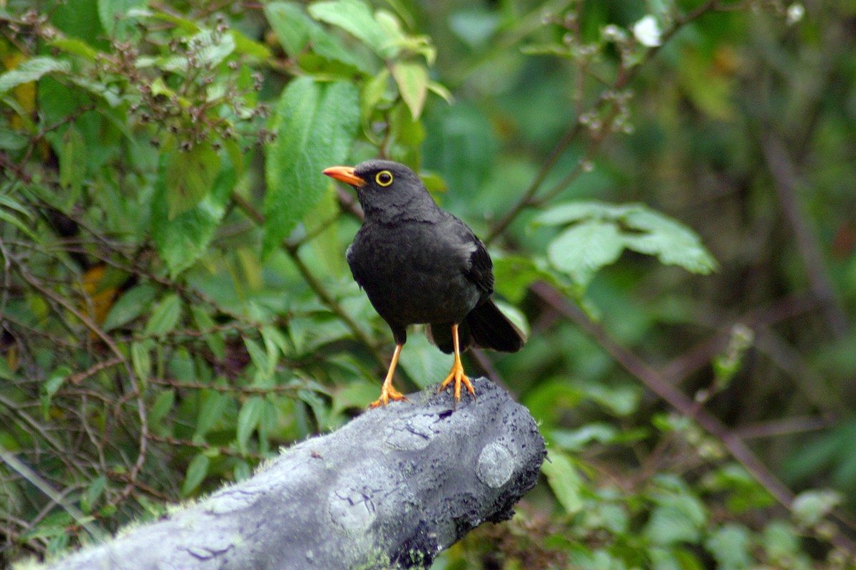 Great Thrush - ML627372260