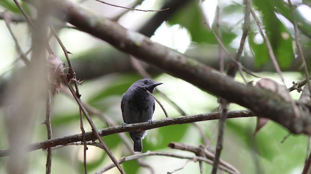 Кадук малий - ML627372264