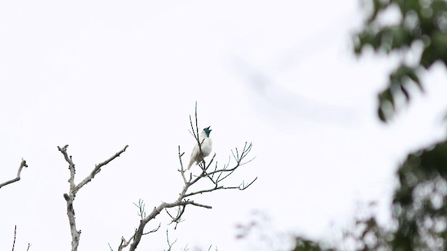 Bare-throated Bellbird - ML627372276